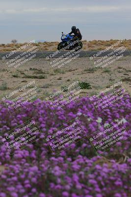 media/Jan-14-2023-SoCal Trackdays (Sat) [[497694156f]]/Turn 14 Exit Bloomig (145pm)/